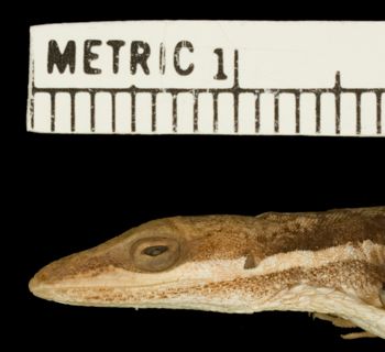 Media type: image;   Herpetology R-156205 Aspect: head lateral